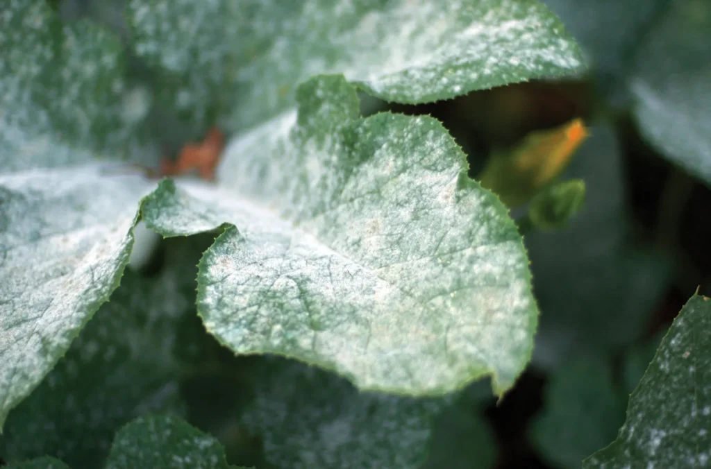 mildew-pumpkin-leaves